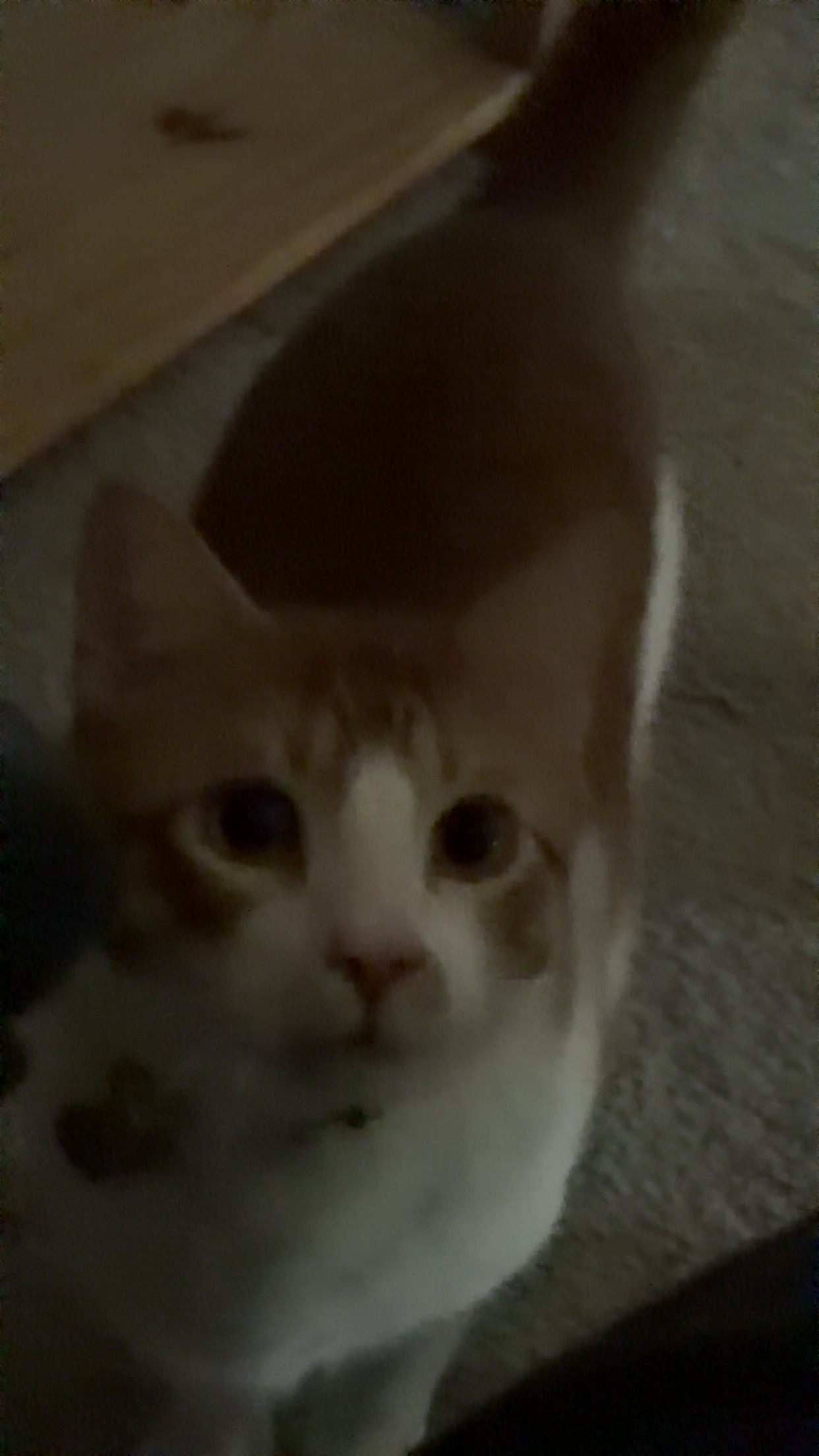 Picture of mouse the cat 